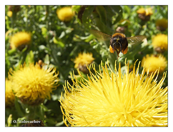 Unidentified bumblebee (Bombus sp.) from Stockholm, Sweden