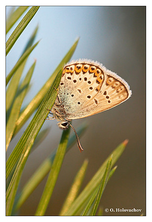 Unidentified species of Lycaenidae from Stockholm, Sweden