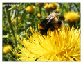 Unidentified bumblebee (Bombus sp.) from Stockholm, Sweden
