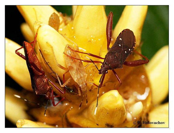 Unidentified species of Hemiptera from La Selva, Costa Rica