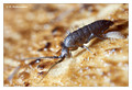 Springtail (Collembola) from around Stockholm