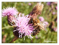 Unidentified bee (Apis sp.) from Stockholm, Sweden