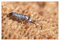 Springtail (Collembola) from around Stockholm