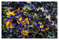 Winter aconite