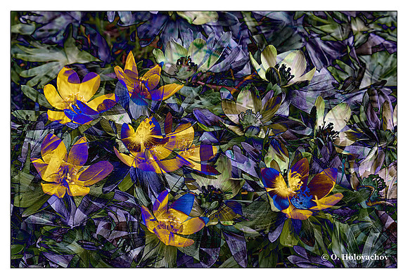 Winter aconite