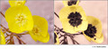Camissonia brevipes (Onagraceae) in visible (left) and reflected UV (right)