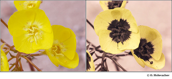 Camissonia brevipes (Onagraceae) in visible (left) and reflected UV (right)