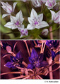 Allium sp. (Liliaceae) in visible (top) and reflected UV (bottom)