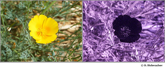 Eschscholzia californica (Papaveraceae) in visible (left) and reflected UV (right)