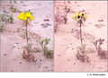 Camissonia brevipes (Onagraceae) in visible (left) and reflected UV (right)