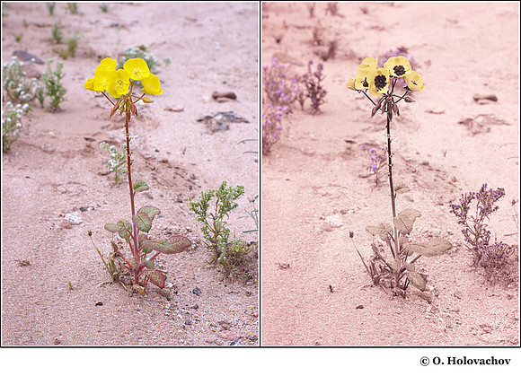 Camissonia brevipes (Onagraceae) in visible (left) and reflected UV (right)