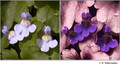 Cymbalaria muralis (Scrophulariaceae) in visible (left) and reflected UV (right)