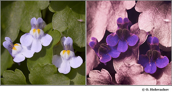 Cymbalaria muralis (Scrophulariaceae) in visible (left) and reflected UV (right)