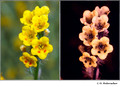 Amsinchia menziesi (Boraginaceae) in visible (left) and reflected UV (right)