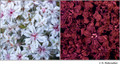 Eriogonum fasciculatum (Polygonaceae) in visible (left) and reflected UV (right)