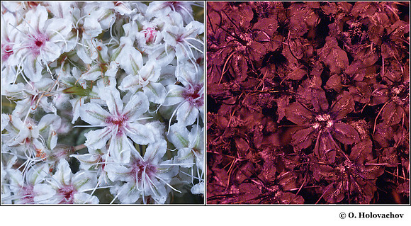 Eriogonum fasciculatum (Polygonaceae) in visible (left) and reflected UV (right)