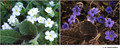 Cryptantha sp. (Boraginaceae) in visible (left) and reflected UV (right)