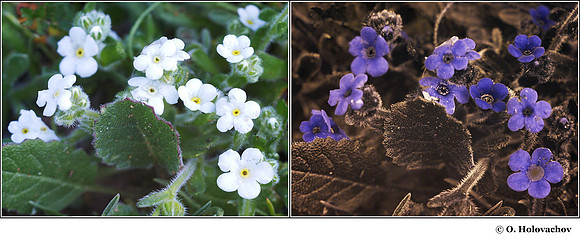 Cryptantha sp. (Boraginaceae) in visible (left) and reflected UV (right)