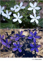 Cnidoscolus stimulosus (Euphorbiaceae) in visible (left) and reflected UV (right)