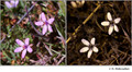 Erolium cicutarium (Geraniacea) in visible (left) and reflected UV (right)
