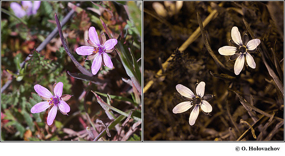 Erolium cicutarium (Geraniacea) in visible (left) and reflected UV (right)