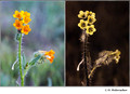 Amsinchkia menziesii (Boraginacea) in visible (left) and reflected UV (right)
