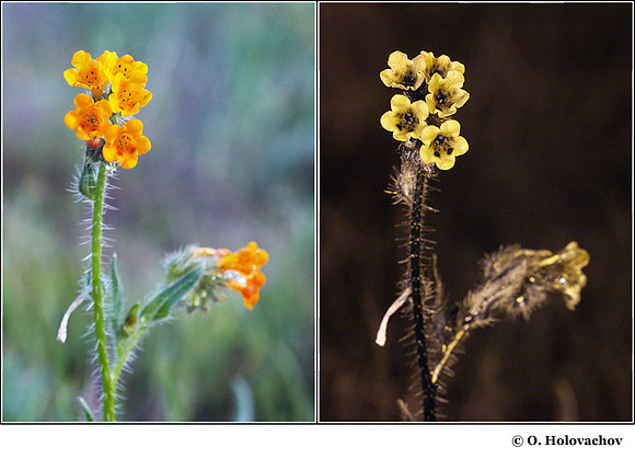 Amsinchkia menziesii (Boraginacea) in visible (left) and reflected UV (right)