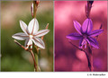 Asphodelus fistulosus (Liliaceae) in visible (left) and reflected UV (right)