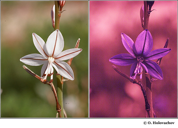 Asphodelus fistulosus (Liliaceae) in visible (left) and reflected UV (right)