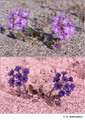 Abronia villosa (Nyctaginaceae) in visible (top) and reflected UV (bottom)