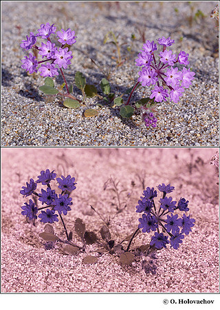 Abronia villosa (Nyctaginaceae) in visible (top) and reflected UV (bottom)