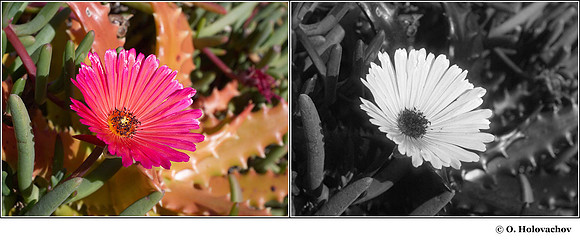 Cephalophyllum sp. (Aizoacea) in visible (left) and reflected UV (right)