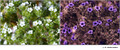 Cryptantha sp. (Boraginaceae) in visible (left) and reflected UV (right)