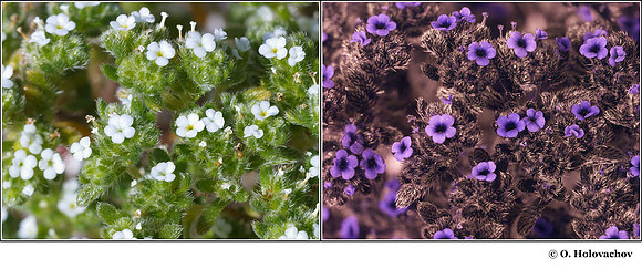 Cryptantha sp. (Boraginaceae) in visible (left) and reflected UV (right)