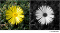 Delosperma sp. (Aizoacea) in visible (left) and reflected UV (right)