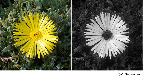 Delosperma sp. (Aizoacea) in visible (left) and reflected UV (right)