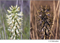 Astragalus pomonensis (Fabaceae) in visible (left) and reflected UV (right)