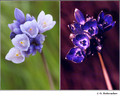 Dichelostemma capitatum (Asparagaceae) in visible (left) and reflected UV (right)