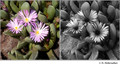 Ceratochlamys pachyphylla (Aizoacea) in visible (left) and reflected UV (right)