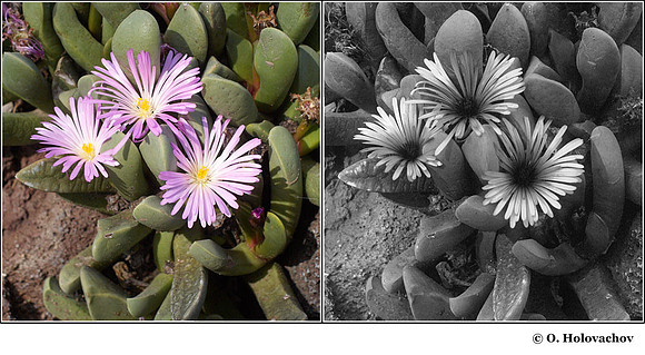 Ceratochlamys pachyphylla (Aizoacea) in visible (left) and reflected UV (right)