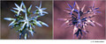Amsonia sp. (Apocynaceae) in visible (left) and reflected UV (right)