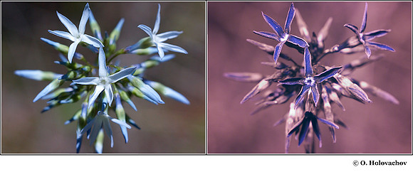 Amsonia sp. (Apocynaceae) in visible (left) and reflected UV (right)