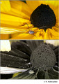 Rudbeckia hirta (Asteraceae) in visible (top) and reflected UV (bottom)