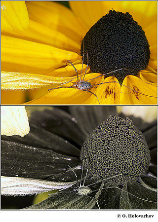 Rudbeckia hirta (Asteraceae) in visible (top) and reflected UV (bottom)