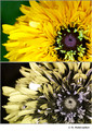 Rudbeckia hirta (Asteraceae) in visible (top) and reflected UV (bottom)