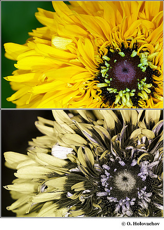 Rudbeckia hirta (Asteraceae) in visible (top) and reflected UV (bottom)