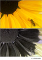 Rudbeckia hirta (Asteraceae) in visible (top) and reflected UV (bottom)