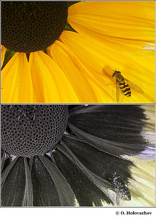Rudbeckia hirta (Asteraceae) in visible (top) and reflected UV (bottom)