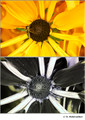 Rudbeckia hirta (Asteraceae) in visible (top) and reflected UV (bottom)