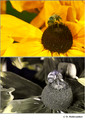 Rudbeckia hirta (Asteraceae) in visible (top) and reflected UV (bottom)